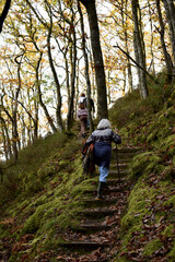 Naklejka premium Forest in the park background, nature outside the city