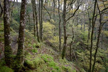 Forest in the park background, nature outside the city