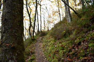 Forest in the park background, nature outside the city