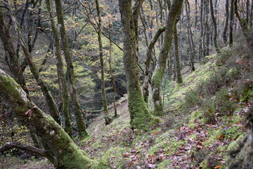 Forest in the park background, nature outside the city