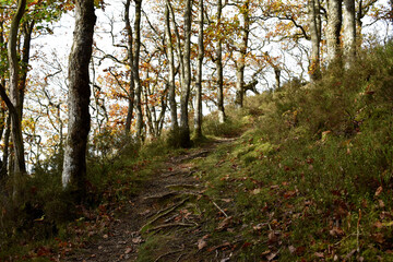 Forest in the park background, nature outside the city