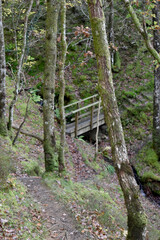 Forest in the park background, nature outside the city