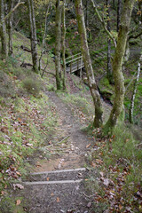 Forest in the park background, nature outside the city