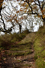 Forest in the park background, nature outside the city