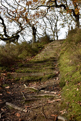 Forest in the park background, nature outside the city