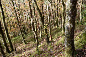 Forest in the park background, nature outside the city