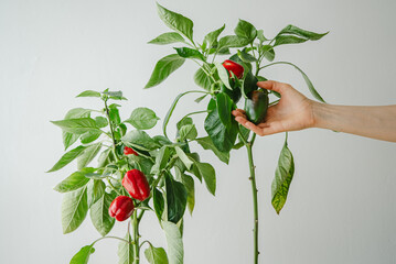 Woman gardener inspects a green pepper on a plant with red and green peppers, showcasing healthy...