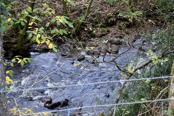 Forest in the park background, nature outside the city