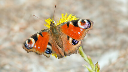 butterfly on a flower