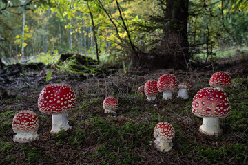 A group of Fly agaric poisonous mushrooms (Amanita muscaria) in a colorful fairy-tale autumn forest