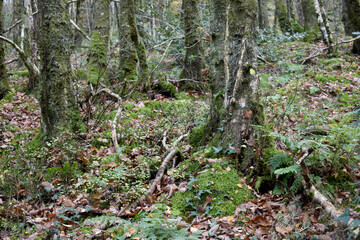 Forest in the park background, nature outside the city