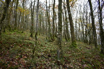 Obraz premium Forest in the park background, nature outside the city