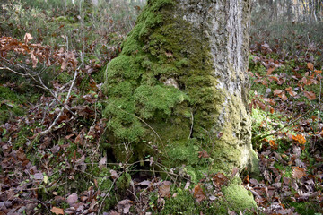 Forest in the park background, nature outside the city