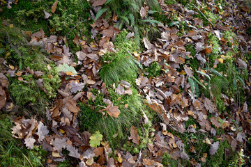 Forest in the park background, nature outside the city