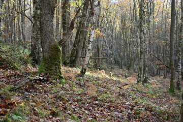 Forest in the park background, nature outside the city