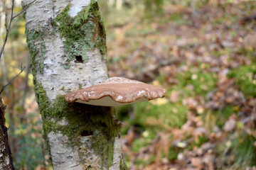 Forest in the park background, nature outside the city