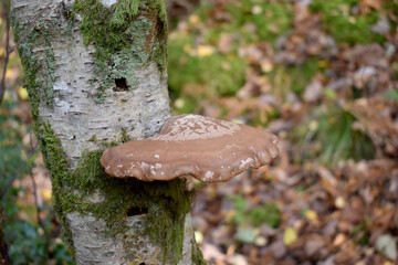 Forest in the park background, nature outside the city