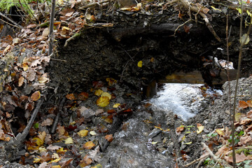 Forest in the park background, nature outside the city