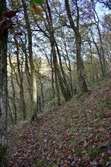 Forest in the park background, nature outside the city