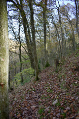 Forest in the park background, nature outside the city