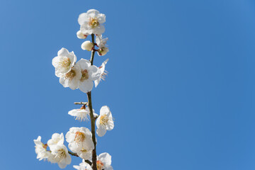 青い空と白い梅の花