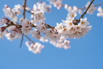 晴れた日に咲く呉羽おとめ枝垂