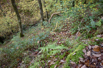 Forest in the park background, nature outside the city