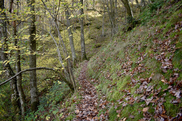 Forest in the park background, nature outside the city