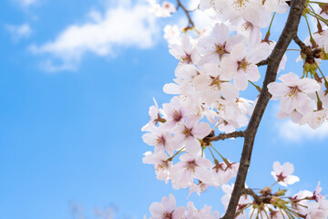 晴れた日に咲く桜