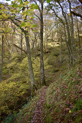 Forest in the park background, nature outside the city