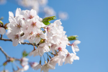 見頃を迎えたソメイヨシノ