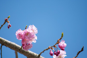 晴れた日の八重紅枝垂れ桜