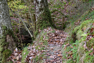 Forest in the park background, nature outside the city