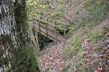 Forest in the park background, nature outside the city