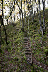 Forest in the park background, nature outside the city