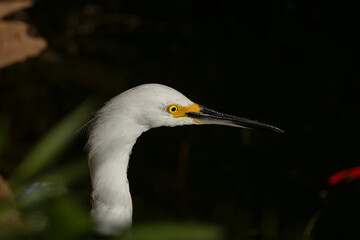 Garça no Parque da Aclimação, São Paulo