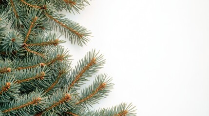 The Pine Tree Branch Closeup