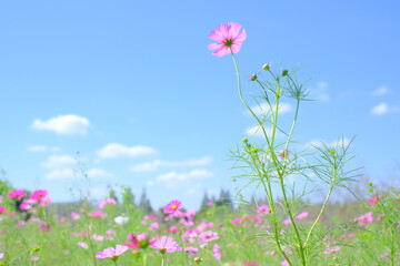 コスモス畑と青空と雲