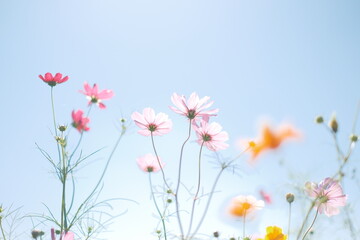 3色のコスモス、赤、ピンク、黄色