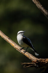 Lavadeira-mascarada no Parque da Aclimação, São Paulo