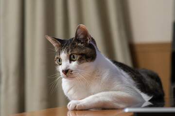 寝そべってくつろぐ可愛い猫　キジトラ白