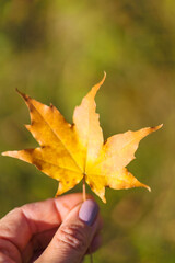 A woman's hand holds an autumn yellow dry maple leaf.