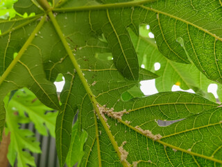 a group of mealybugs nesting in the leaves of a papaya plant