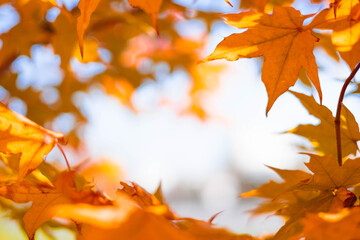 Close-up of a yellow autumn leaf. A bright orange tree changes with a blurred bokeh background.