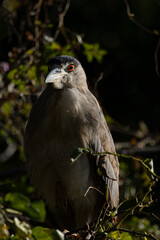 Socó-dorminhoco no Parque da Aclimação, São P