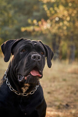 A large cane corso dog walks in the autumn forest. Black cane corso. Walking with a dog. Cane Corso portrait