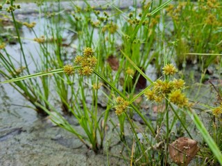 Cyperus squarrosus is species of sedge known by several common name, included beraded flatsedge