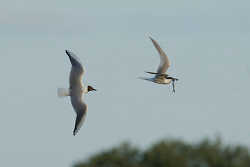 Sandwich tern (Thalasseus sandvicensis)