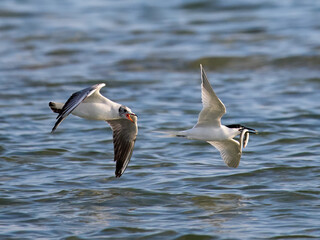 Sandwich tern (Thalasseus sandvicensis)