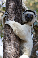 Lemur in Madagascar